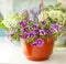 Purple Calibrachoa in the brown pot on the table