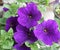 Purple Calibrachoa Flowers