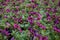 Purple Calibrachoa petunia flowers