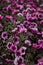 Purple Calibrachoa petunia flowers