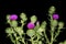 Purple California thistle flowers, Yosemite