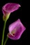 Purple Calla Lilies