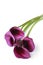 Purple Calla Lilies