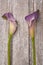 Purple Calla Lily