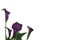 Purple Calla Lily Background