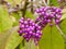 Purple Callicarpa Berries
