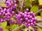 Purple Callicarpa Berries