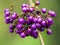 Purple Callicarpa bodinieri berries with a green background