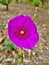 Purple Callirhoe Plant AKA Poppy Mallows