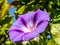 Purple Calystegia sepium flower among leaves with green leafy backgound in sunny day