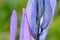 Purple Camassia Abstract Closeup