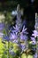 Purple Camassia flowers, wild hyacinth, quamash