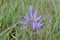 Purple Camassia Wild Flower 01