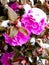 Purple camellia flowers with snow on top