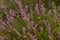 Purple Campanile Flowers Forest On Top Of Lugo Mountain In Galicia. Nature, Animals, Landscapes, Travel