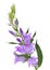 Purple Campanula Flower