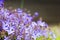 Purple Campanula flower bush