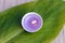 Purple candle on a green leaf