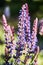 Purple candle larkspur flowers