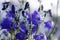 Purple Canterbury Bells Flowers