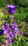 Purple canterbury bells flowers,landscape