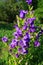 Purple canterbury bells flowers, landscape