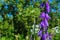 Purple canterbury bells flowers, landscape. Purple bells on a background of green