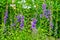 Purple canterbury bells flowers, landscape. Purple bells on a background of green leaves