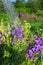 Purple canterbury bells flowersPurple canterbury bells flowers, landscape