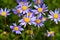 Purple capaster flowers. Felicia amelloides.