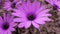 Purple cape daisy flowers background