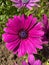 Purple cape marguerite in bloom closeup view of it