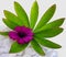 Purple cape marguerite daisy flower with green leaves