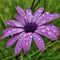 Purple Cape Marguerite Flower with Dew Drops
