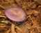 Purple-Capped Mushroom Emerges from Forest Floor