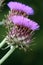 Purple cardoon flowers