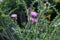 A purple Carduus Acanthoide flower. Also known as a spiny plumeless thistle.