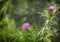 A purple Carduus Acanthoide flower. Plumeless thistles in bloom. Summer nature background with blossom flowers