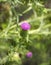 A purple Carduus Acanthoide flower. Plumeless thistles in bloom. Summer nature background with blossom flowers