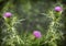 A purple Carduus Acanthoide flower. Plumeless thistles in bloom. Summer nature background with blossom flowers