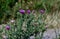 Purple carduus flower