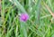 Purple Carduus flower on a background of green leaves