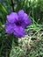 Purple Caribbean Flower