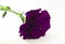 Purple carnation flower