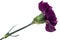 Purple carnation flower