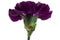 Purple carnation flower