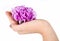 Purple carnation on a hand