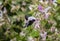 Purple carpenter bee or purple carpenter bumblebee. Xylocopa violacea