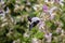 Purple carpenter bee or purple carpenter bumblebee. Xylocopa violacea