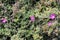 Purple carpet, Purple iceplant, Drosanthemum floribundum